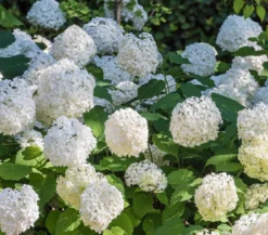 Schneeball-Hortensie 'Annabelle®'
