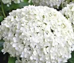 Schneeball-Hortensie 'Annabelle®', 4er-Set