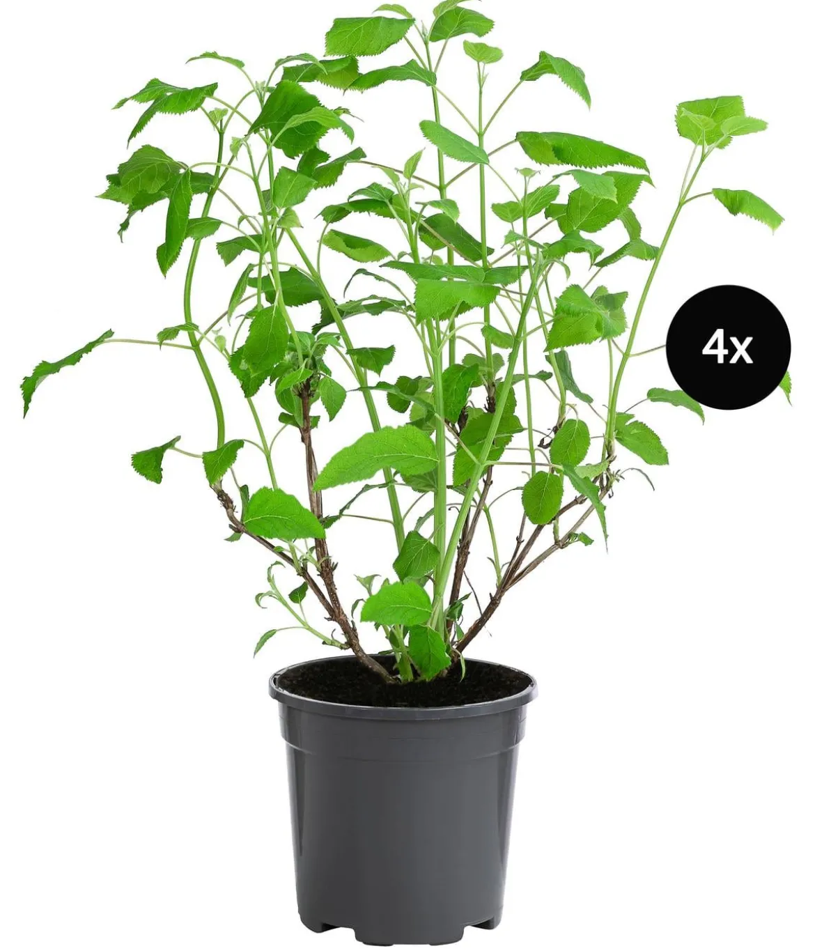 Schneeball-Hortensie 'Annabelle®', 4er-Set