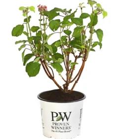 Schneeball-Hortensie 'Pink Annabelle®'