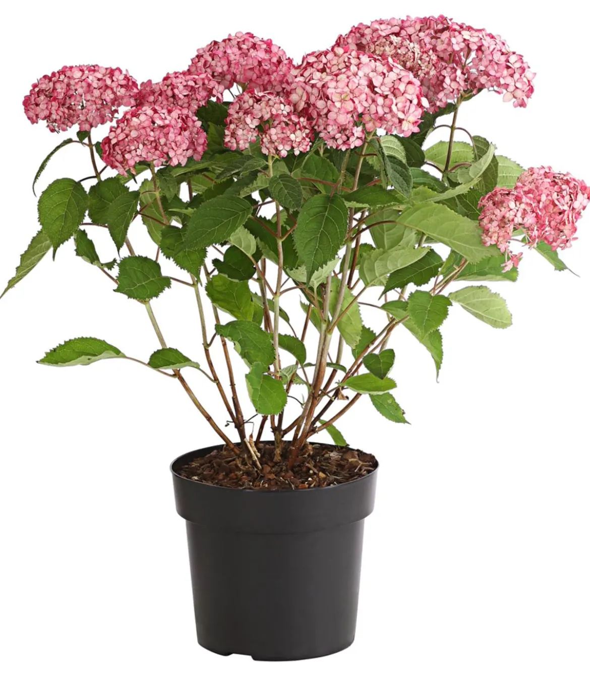 Schneeball-Hortensie 'Ruby Annabelle®'