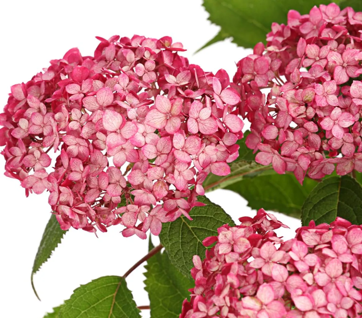 Schneeball-Hortensie 'Ruby Annabelle®'