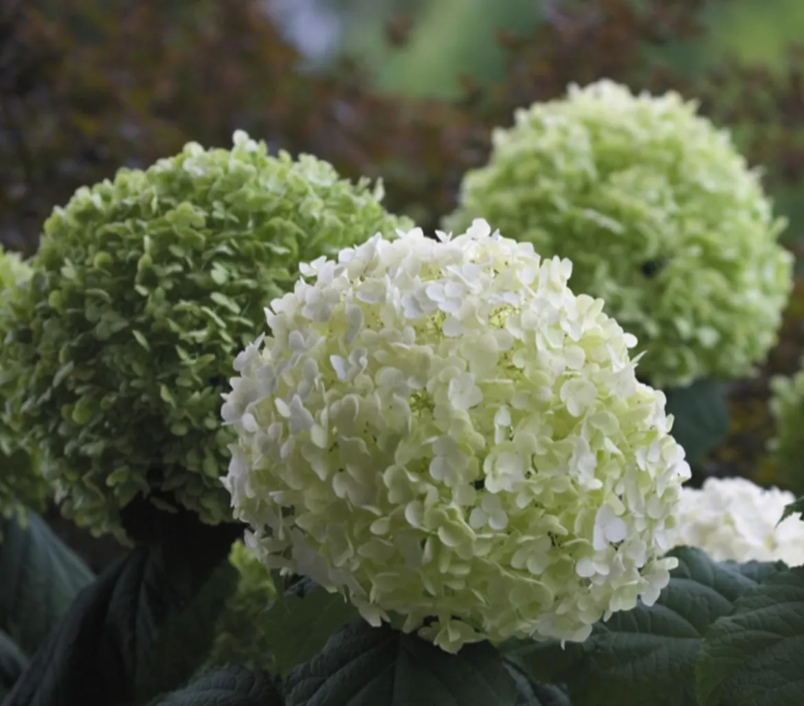 Schneeball-Hortensie 'Strong Annabelle®'