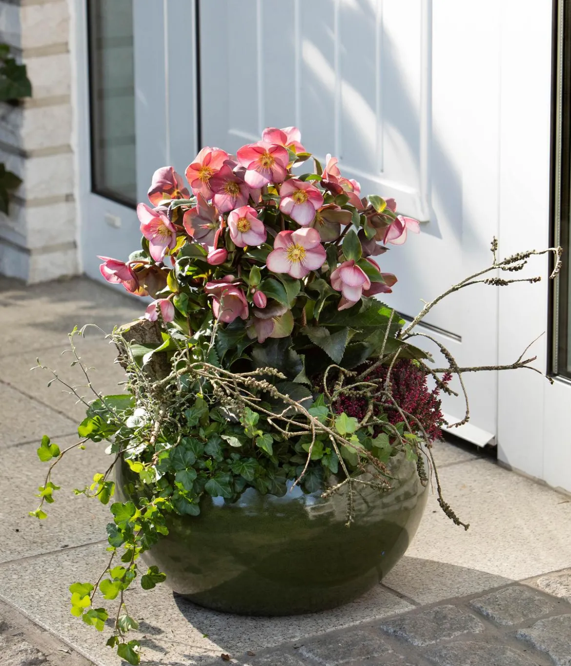 Schneerose 'Ice 'n' Roses® Early Rose' - Helleborus Gold Collection®