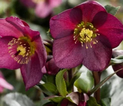 Schneerose 'Ice N' Roses®Merlot' - Helleborus Gold Collection®