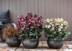 Schneerose 'Ice N' Roses® Red' - Helleborus Gold Collection®