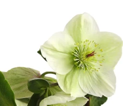 Schneerose 'Ice 'n' Roses® White' - Helleborus Gold Collection®