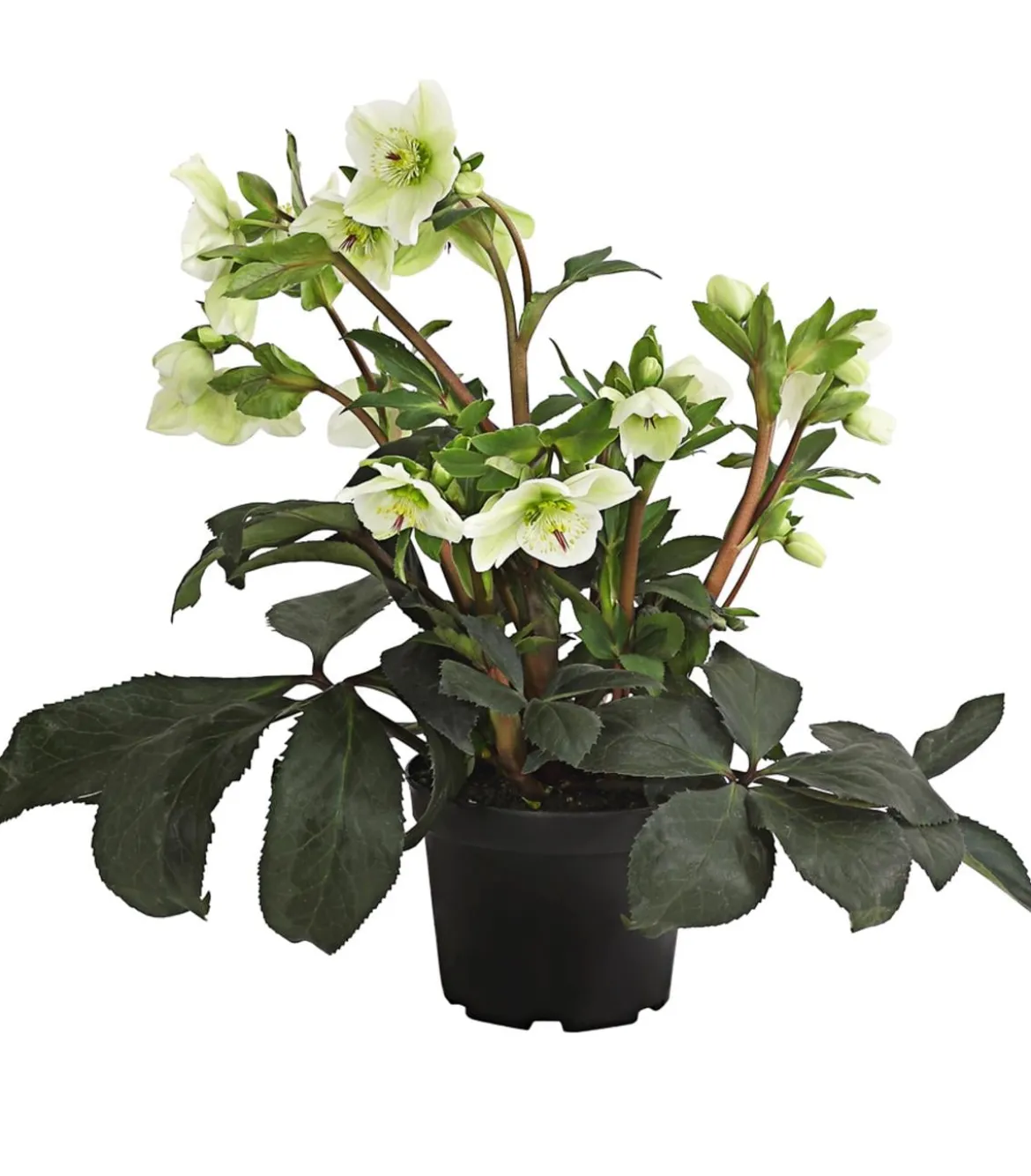 Schneerose 'Ice 'n' Roses® White' - Helleborus Gold Collection®