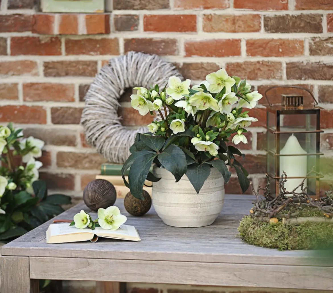 Schneerose 'Ice 'n' Roses® White' - Helleborus Gold Collection®