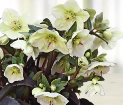 Schneerose 'Ice 'n' Roses® White' - Helleborus Gold Collection®
