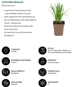 Schnittknoblauch