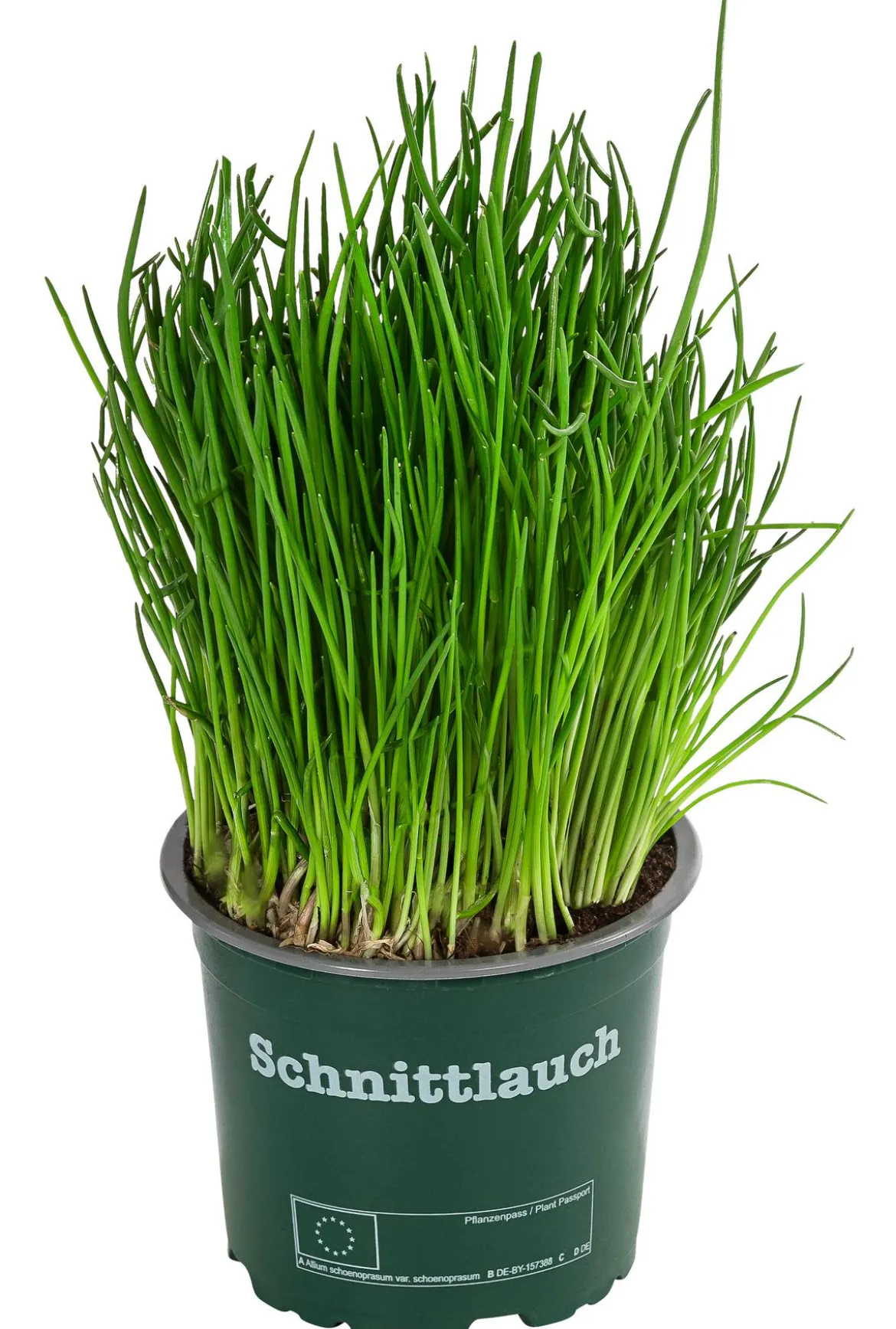 Schnittlauch