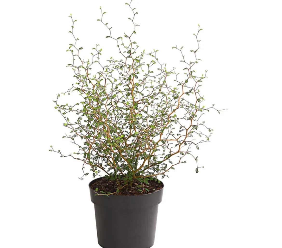 Schnurbaum 'Little Baby'