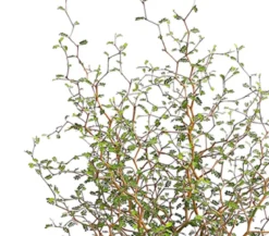 Schnurbaum 'Little Baby'