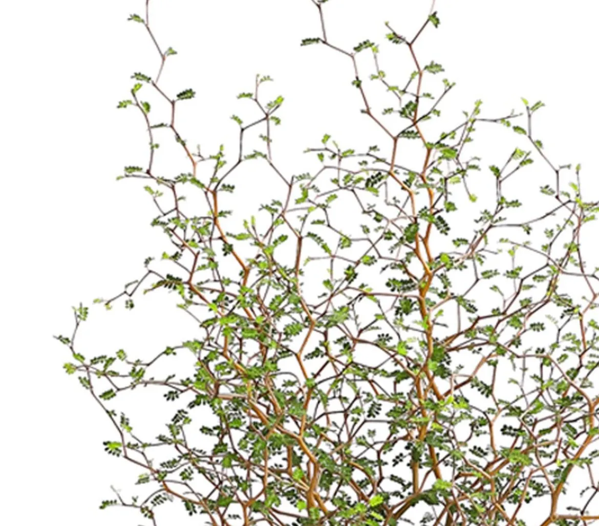 Schnurbaum 'Little Baby'
