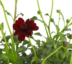 Schokoladenblume