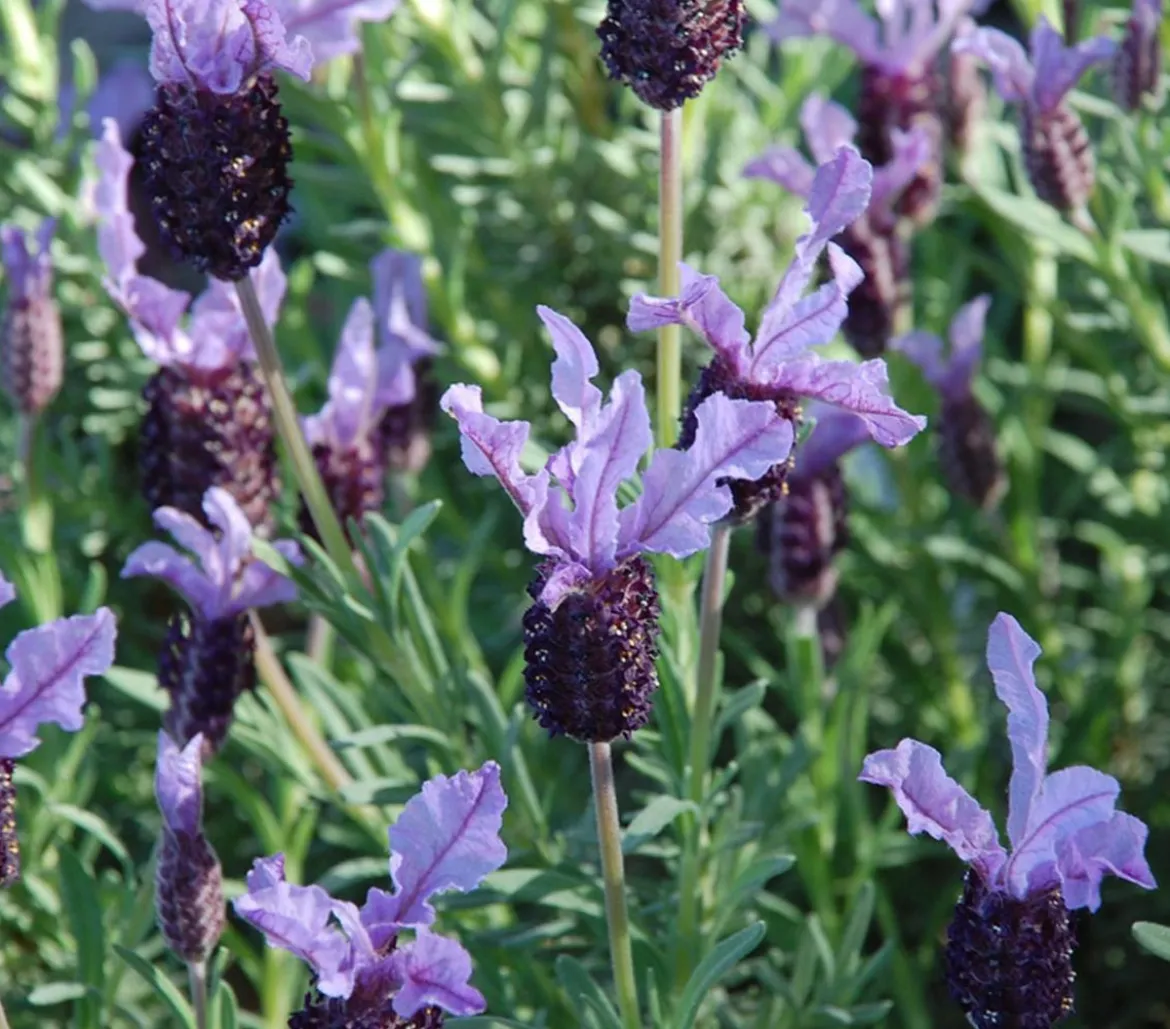 Schopf-Lavendel