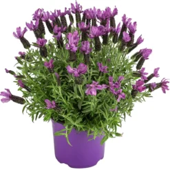 Schopf-Lavendel