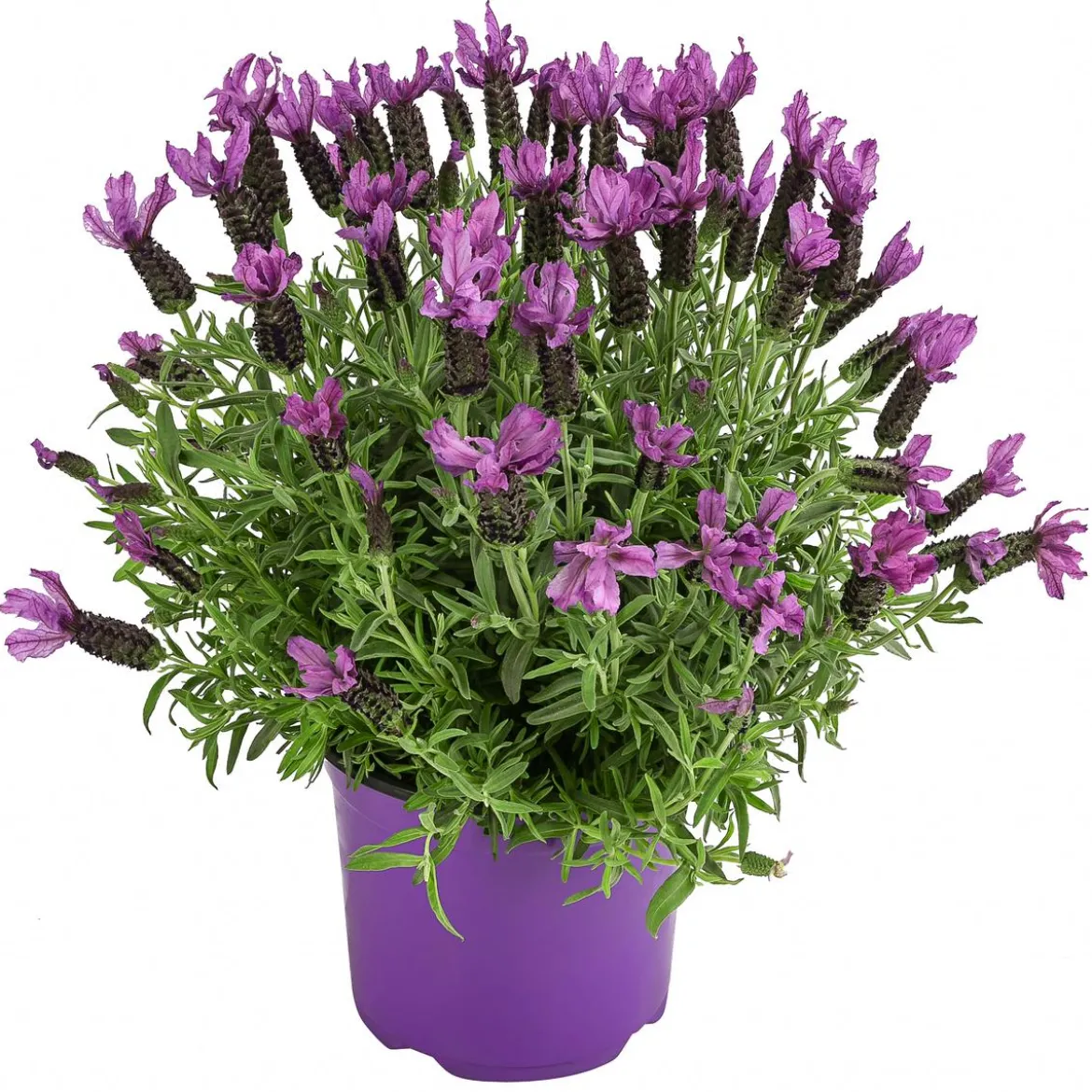 Schopf-Lavendel