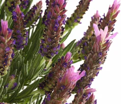 Schopf-Lavendel, Stämmchen