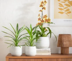 Schraubenbaum - Pandanus veitchii