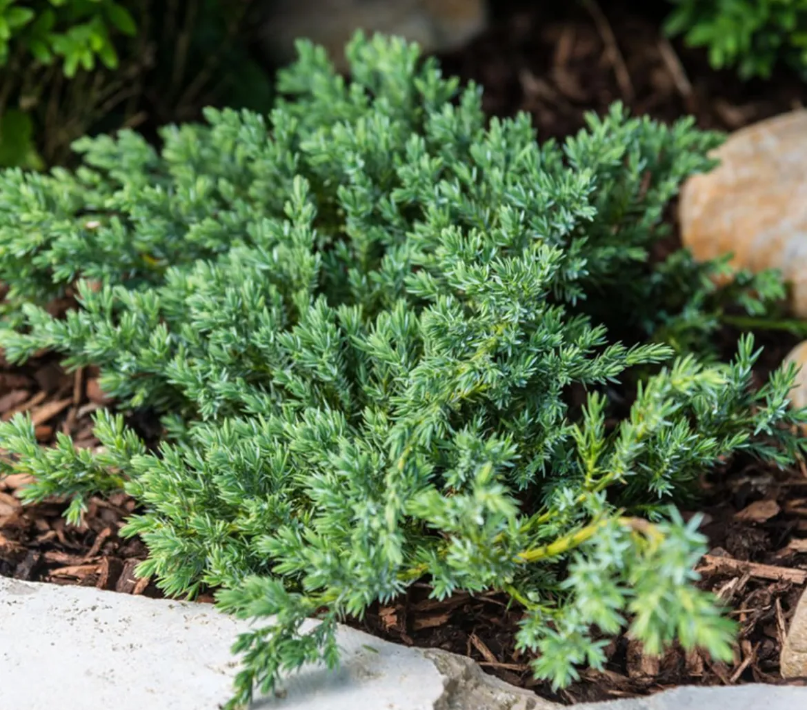 Schuppen-Wacholder 'Blue Carpet'