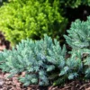 Schuppen-Wacholder 'Blue Star'