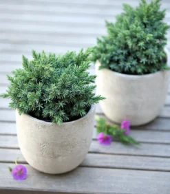 Schuppen-Wacholder 'Blue Star'