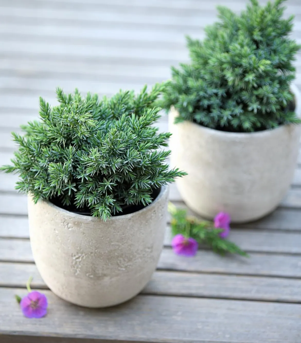 Schuppen-Wacholder 'Blue Star'