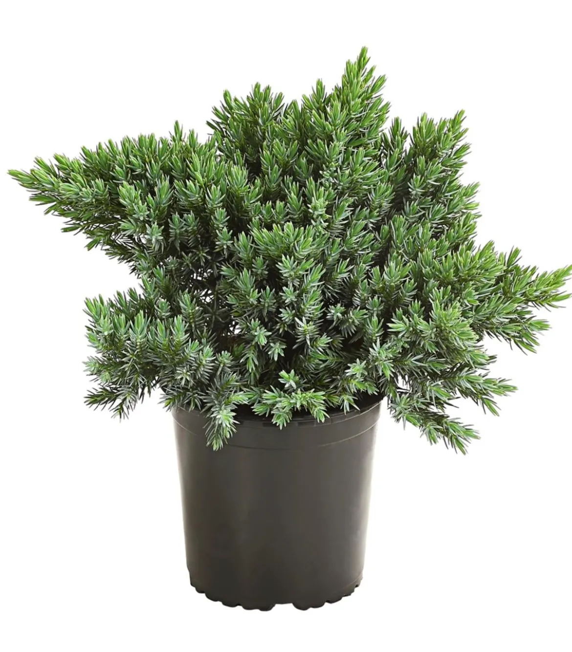 Schuppen-Wacholder 'Blue Star'