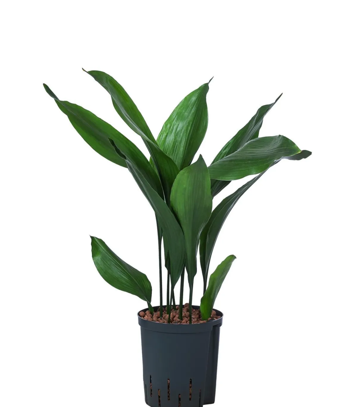 Schusterpalme - Aspidistra elatior, Hydrokultur
