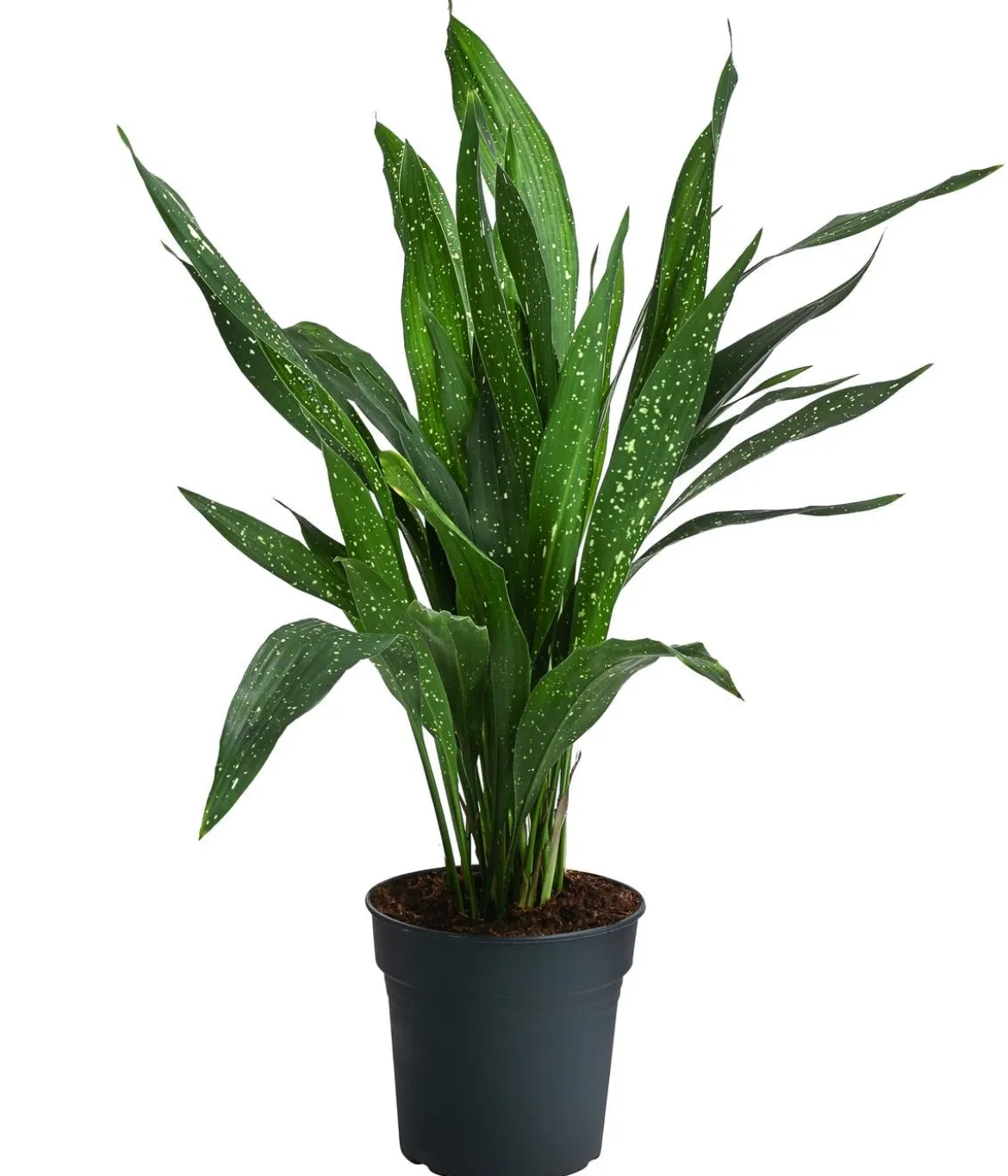 Schusterpalme - Aspidistra elatior 'Milky Way'