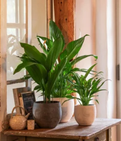 Schusterpalme - Aspidistra elatior