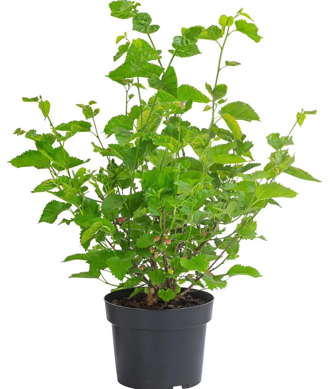 Schwarzer Maulbeerbaum