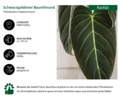 Schwarzgoldener Baumfreund - Philodendron melanochrysum am Kratistestab