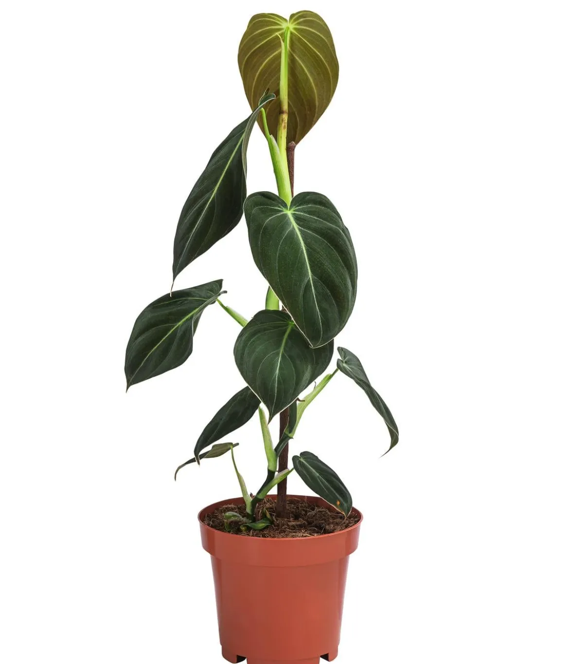 Schwarzgoldener Baumfreund - Philodendron melanochrysum am Kratistestab