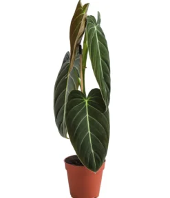 Schwarzgoldener Baumfreund - Philodendron melanochrysum