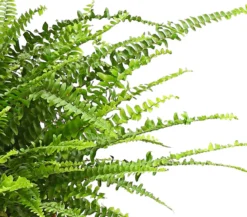Schwertfarn - Nephrolepis exaltata, Ampel