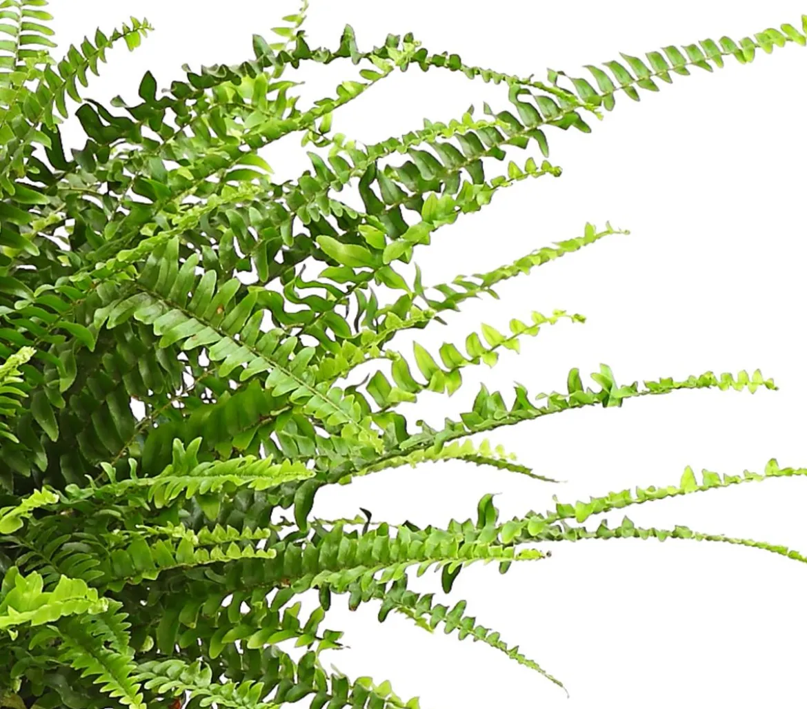 Schwertfarn - Nephrolepis exaltata, Ampel
