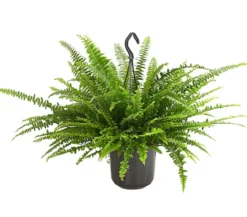 Schwertfarn - Nephrolepis exaltata, Ampel