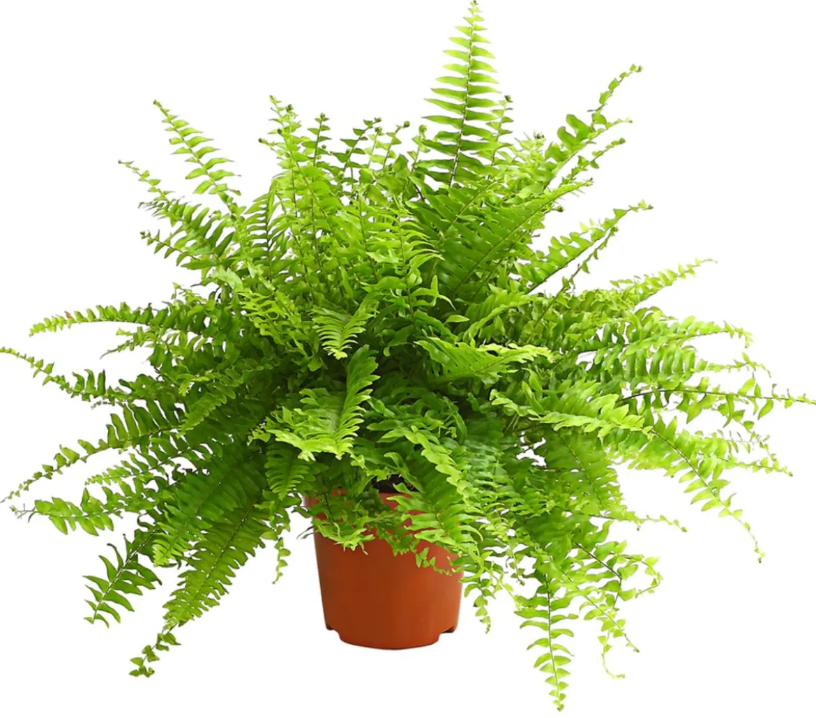 Schwertfarn - Nephrolepis exaltata 'Sonata'