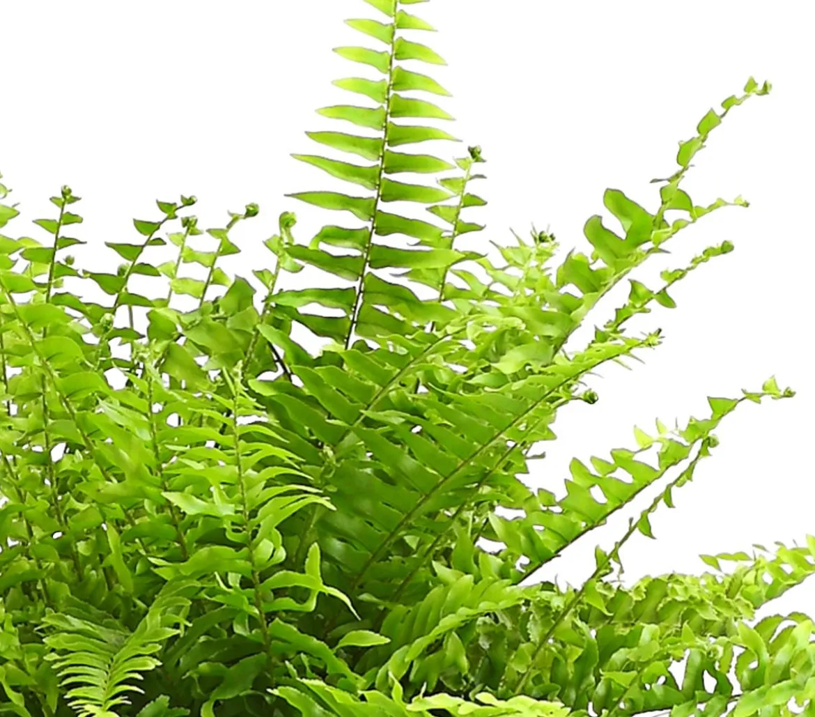 Schwertfarn - Nephrolepis exaltata 'Sonata'