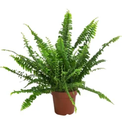 Schwertfarn - Nephrolepsis exaltata, 3er-Set