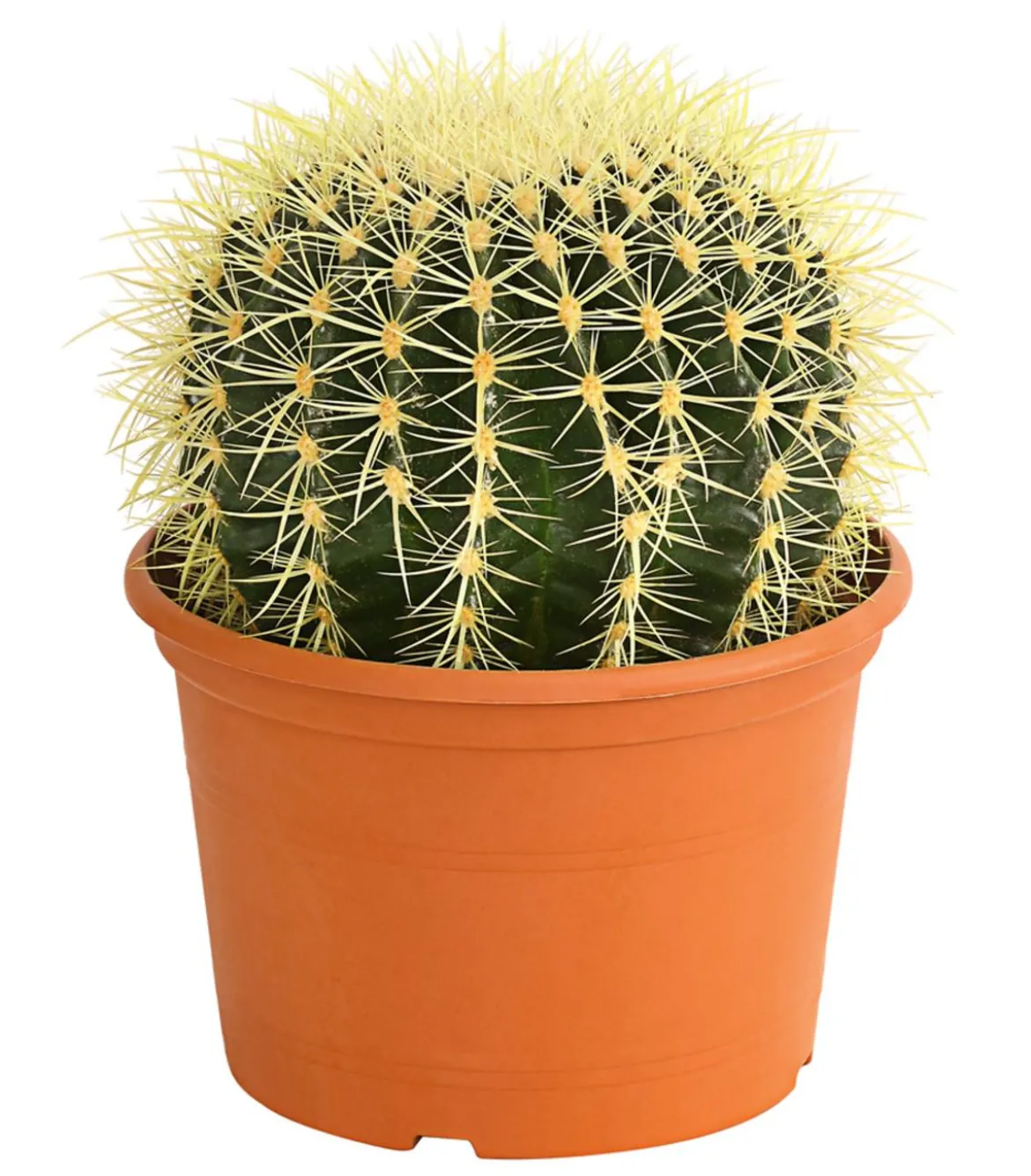 Schwiegermuttersitz - Echinocactus grusonii