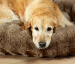 Scruffs Hundebett Alpine Box Bed