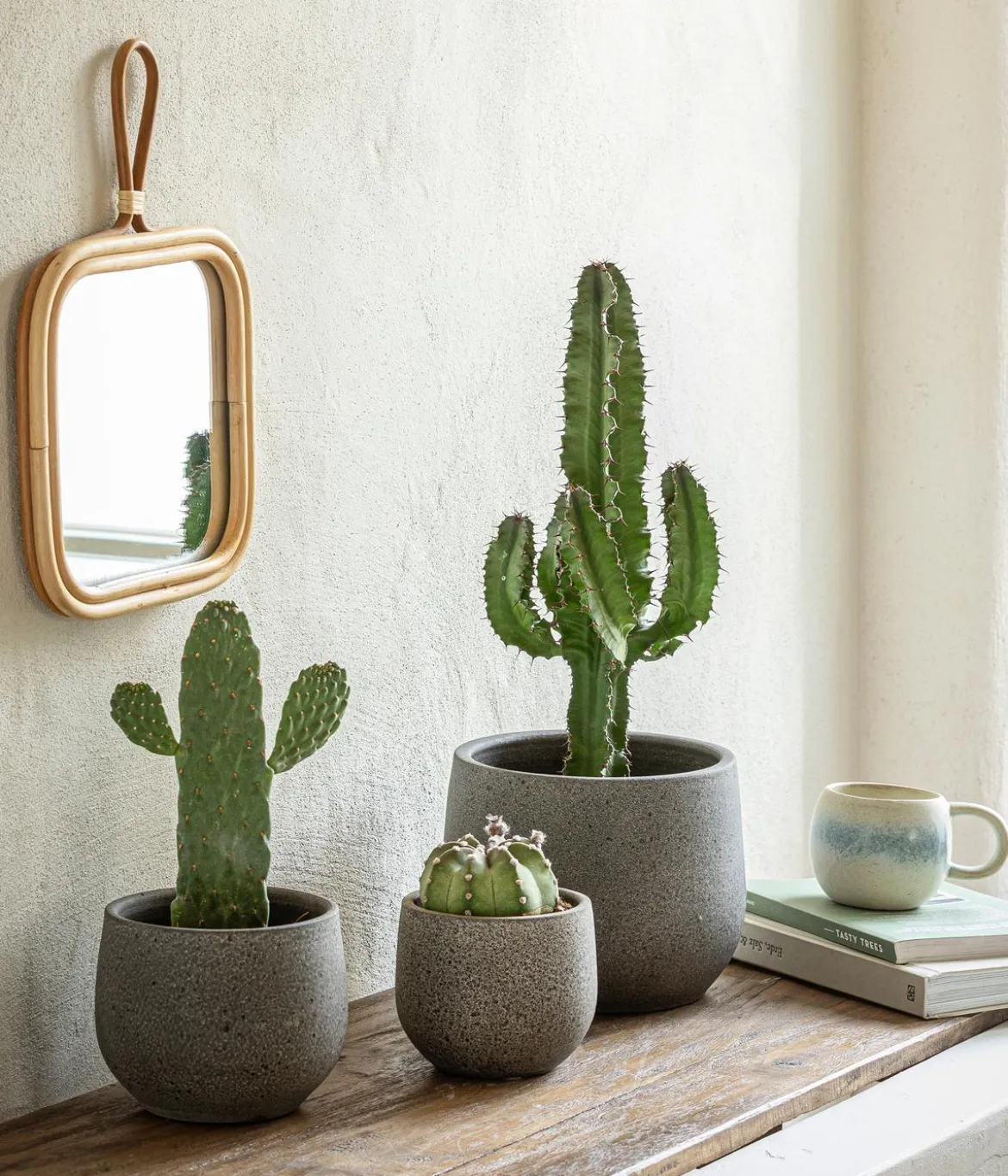 Seeigelkaktus - Echinopsis multiplex