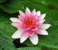 Seerose 'Attraction'