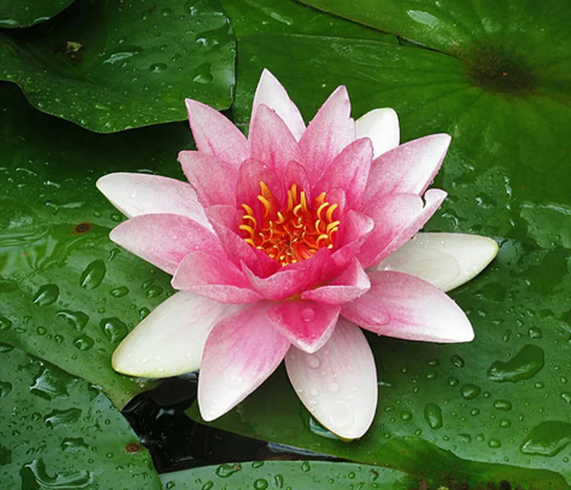 Seerose 'Attraction'