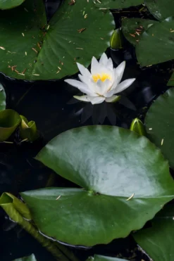Seerose, ca. Ø14 cm