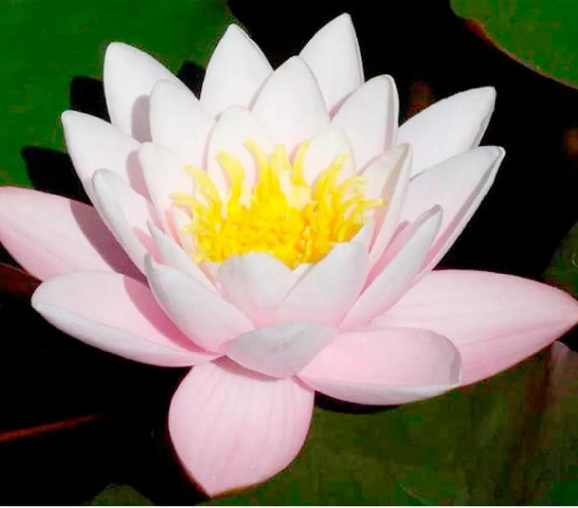 Seerose 'Hollandia'